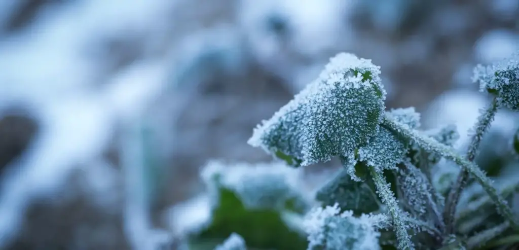 proteggere le piante del tuo giardino dal freddo